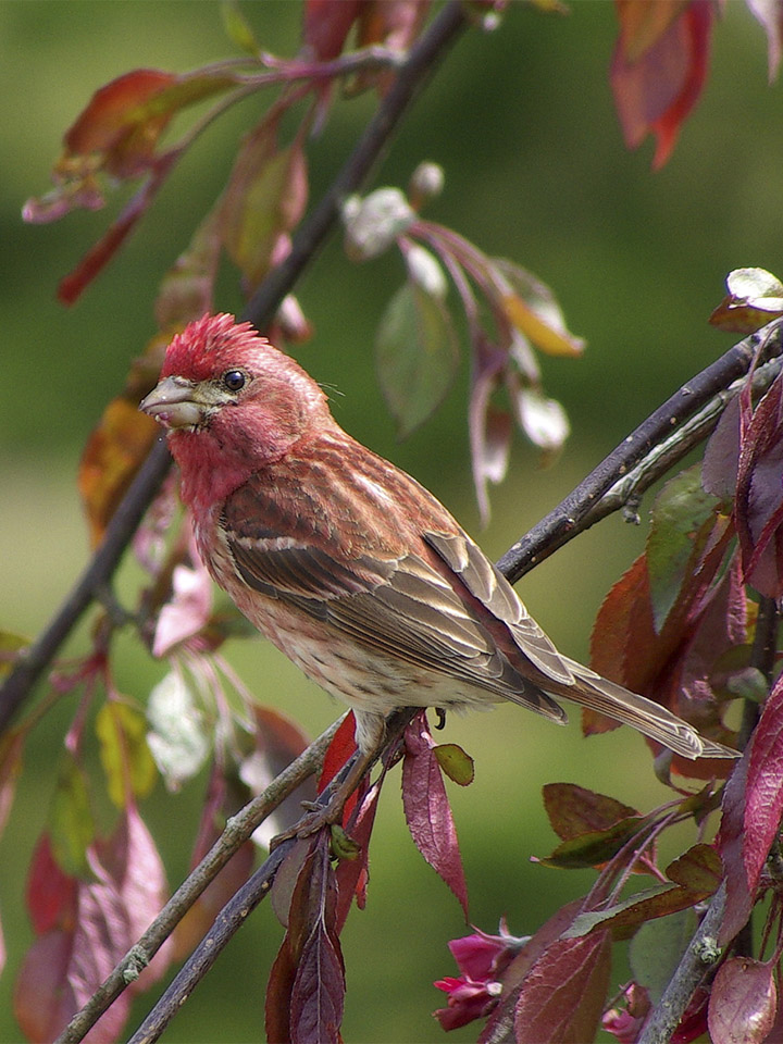 Purple Finch 2