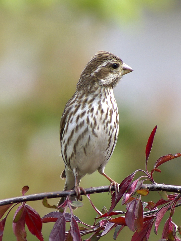 Purple Finch 3