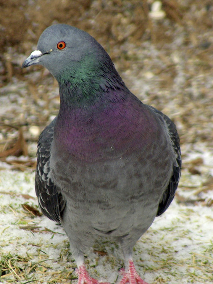 Rock Pigeon 2