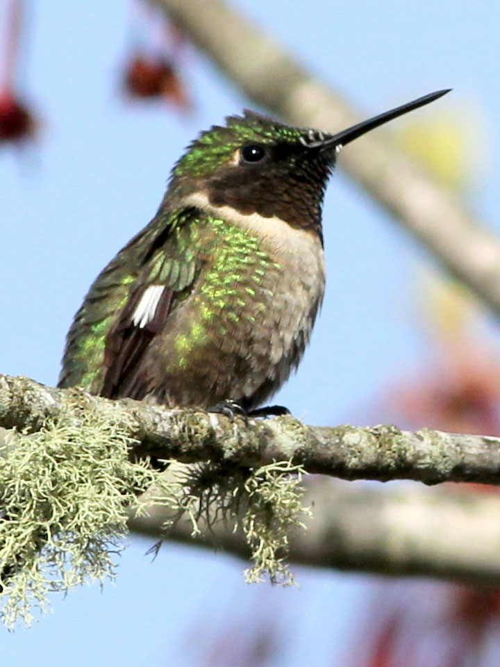 Ruby-Throated Hummingbird 2