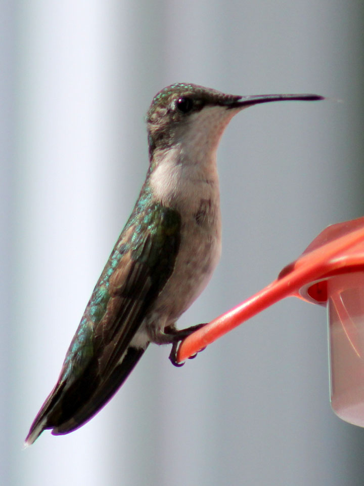 Ruby-Throated Hummingbird 3