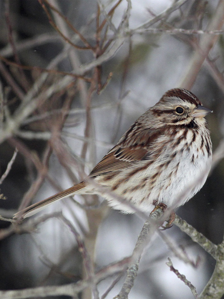 Song Sparrow  2